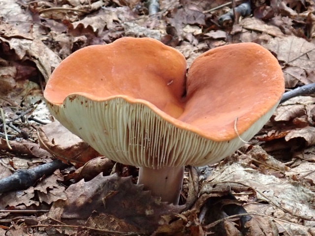 老菌はボソボソした食感になるチタケ