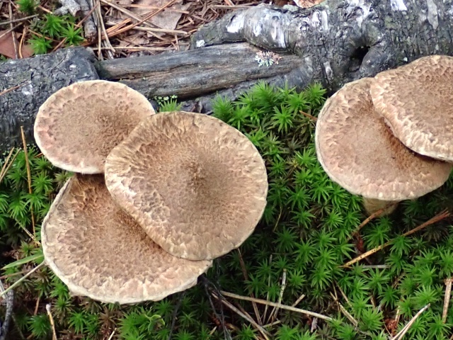 ガサガサした傘と柄が特徴のアミハナイグチ
