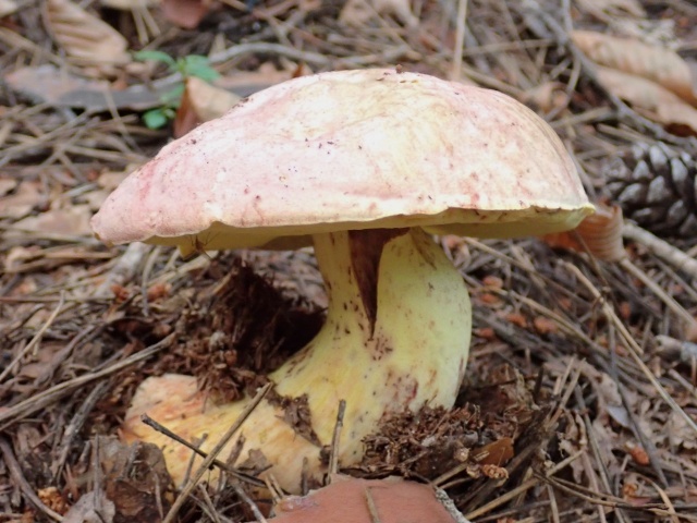 ピンクの傘が目立つアカジコウ