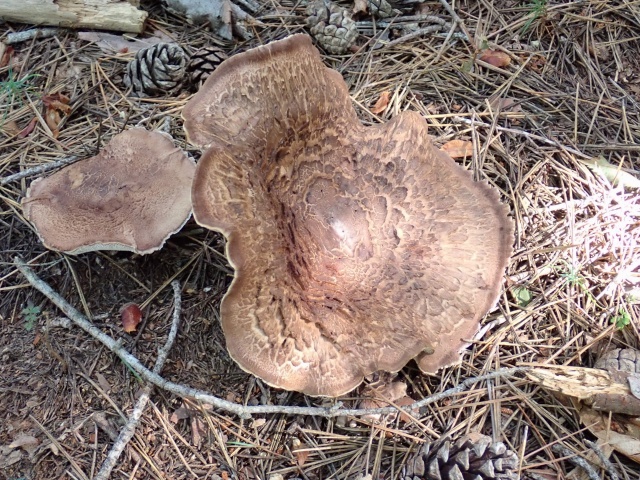 コウタケと間違えたケロウジ