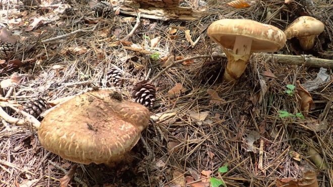 マツタケは格が違った