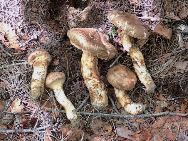 真ん中のは傘の径14センチ。柄の長さが20センチ、太さは4.5センチ