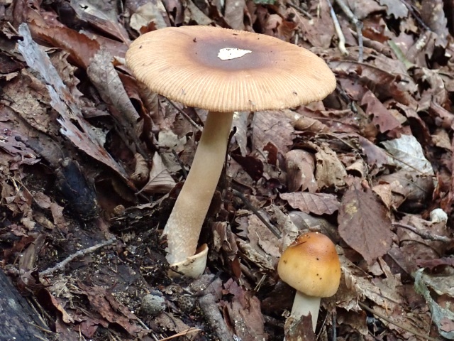 カバイロツルタケ