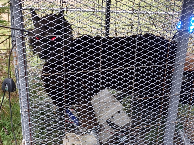 大声でわめくオオカミ人形