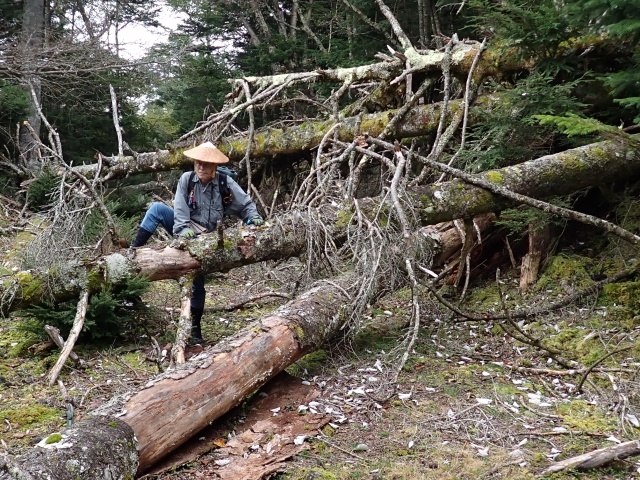 倒木の迷路を越えていく