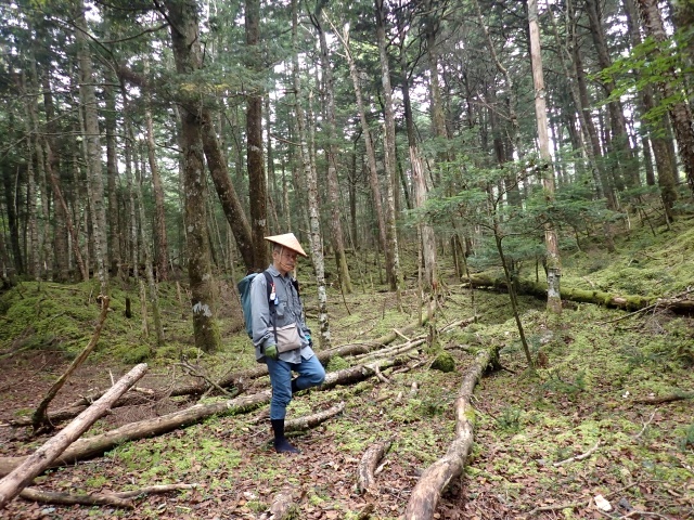 しっかりした登山道のすぐ脇は原生林。その対比が面白い