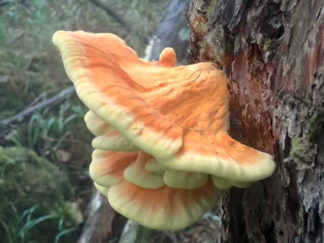 ミヤママスタケ。傘の端と裏側が黄色