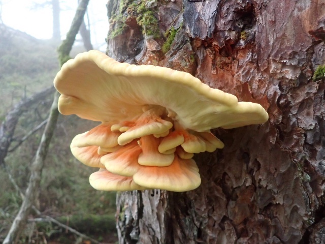 コメツガの生木に出ていたミヤママスタケ