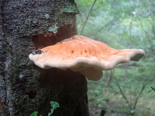 こちらはマスタケ。広葉樹の枯れ木に出ていた