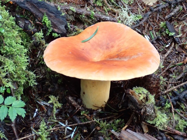 栃木で大人気のチチタケ