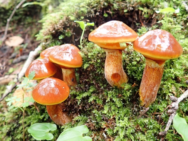 長野と北海道で愛されているハナイグチ