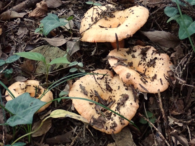 オレンジ色が鮮やかなアカモミタケ