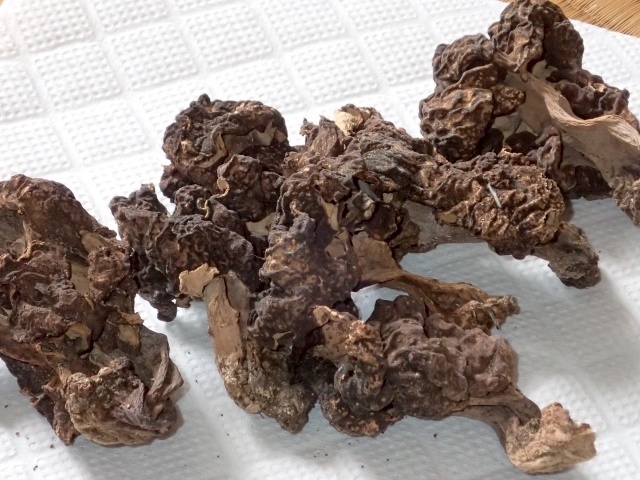 乾燥保存したシャグマアミガサタケ