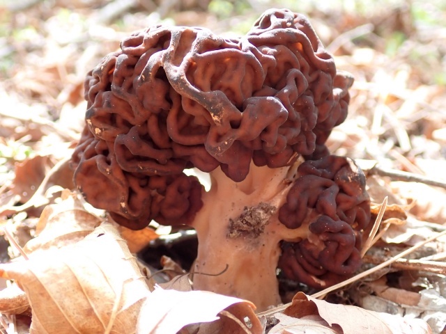 いかにもという姿のシャグマアミガサタケ