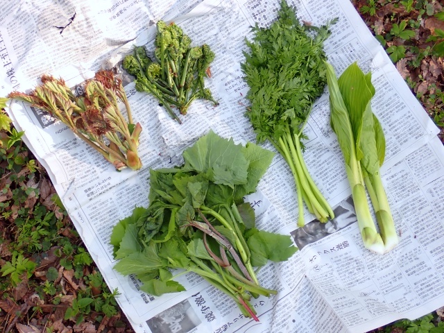 左上から時計回りにタラの芽、コゴミ、シャク、ウルイ、イヌドウナ