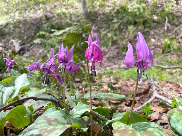 カタクリはあちこちに咲いていた