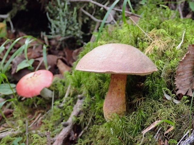 中型イグチのアケボノアワタケ