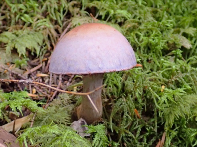 紫色のフウセンタケ