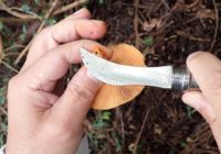 キノコナイフは優れもの