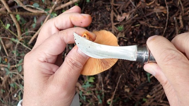 キノコナイフは優れもの