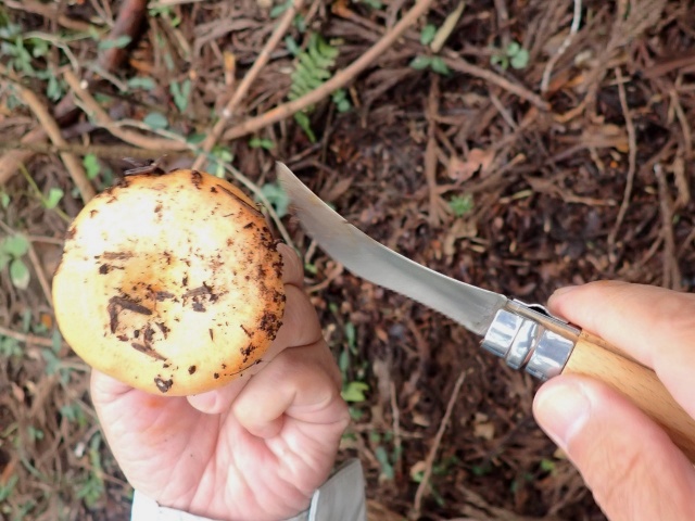 野生のキノコは結構ゴミが付いている