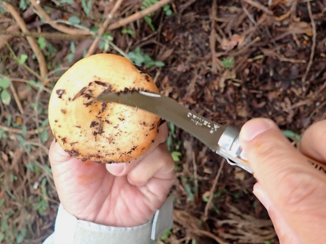 ナイフの背で大きなゴミをこそぎ落とす