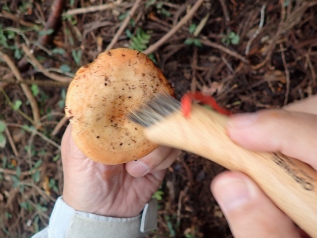 細かいゴミはブラシで払う