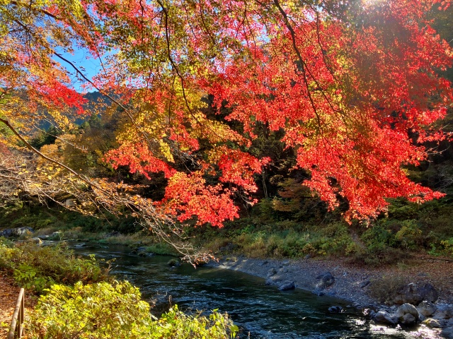 御岳渓谷は紅葉真っ盛り