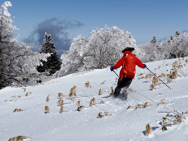 ササが出てても気にしない