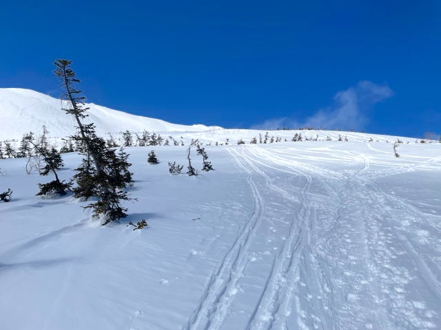トレースがいっぱい残っていた