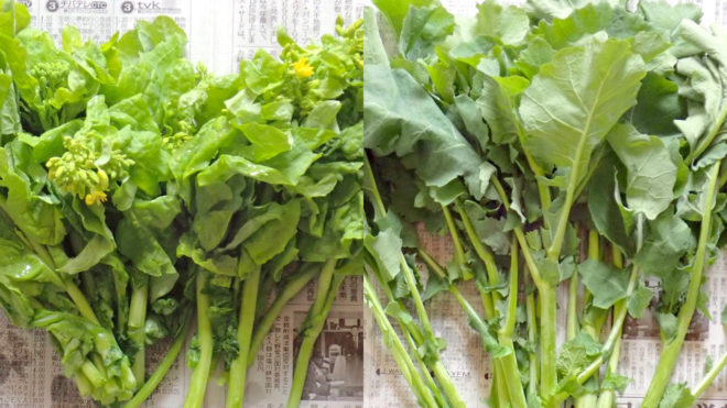辛い菜の花 甘いのらぼう菜